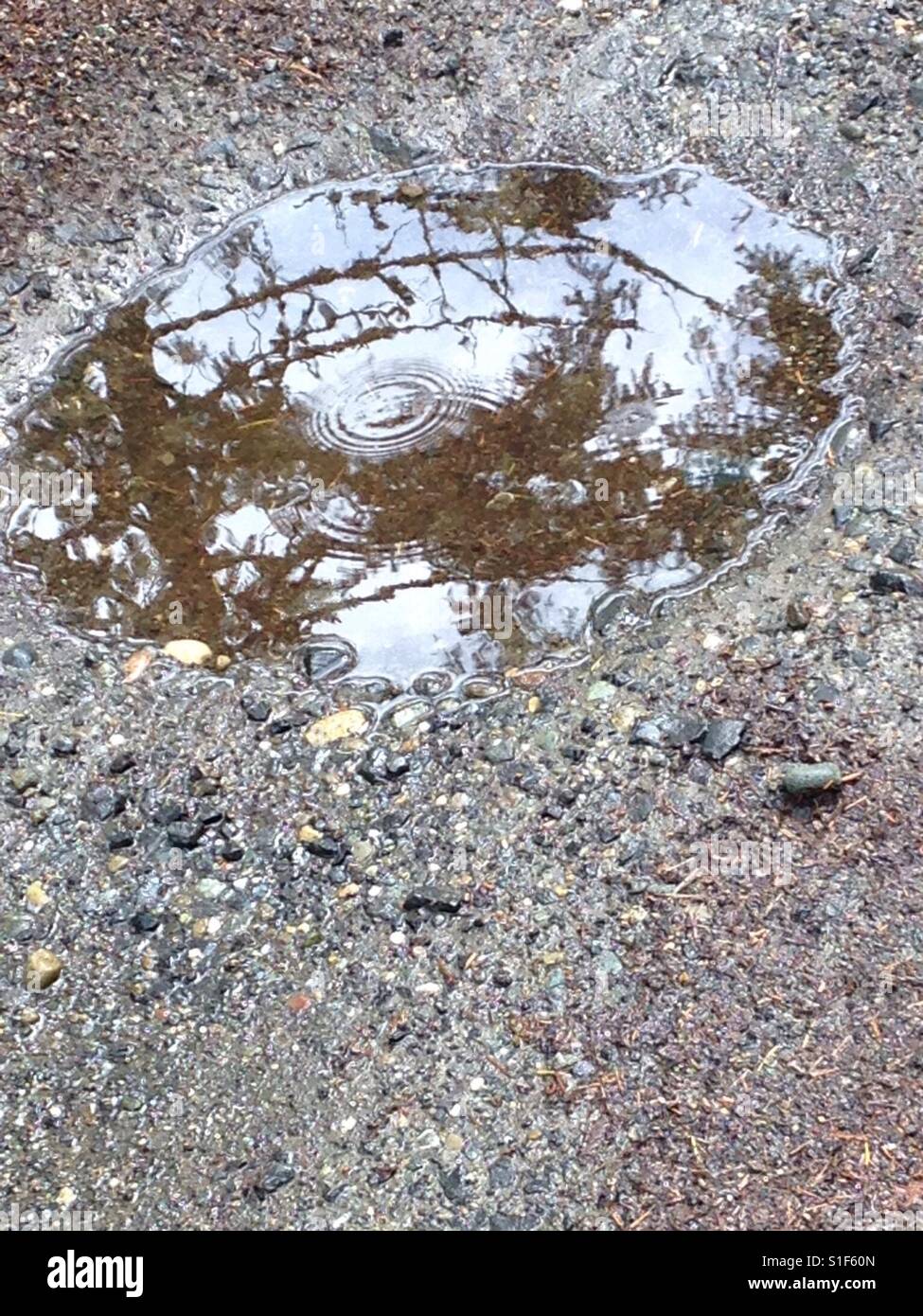 Almost perfectly round puddle reflecting evergreen tree and raindrops. Spring 2017. Washington State, USA. Stock Photo