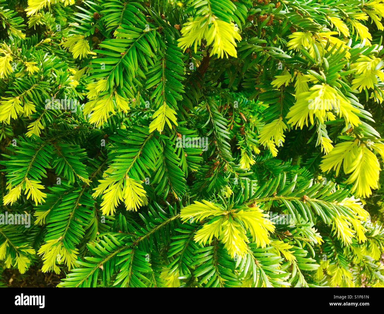 New growth on the evergreen tree Stock Photo