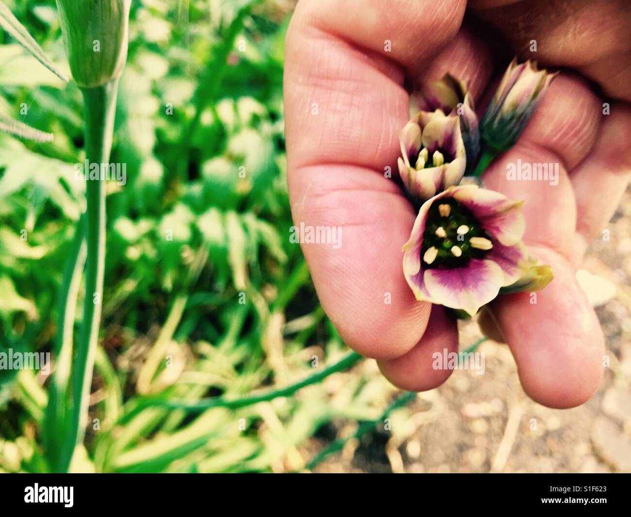 Golding a tiny new flower - Smartphone Captured Stock Image