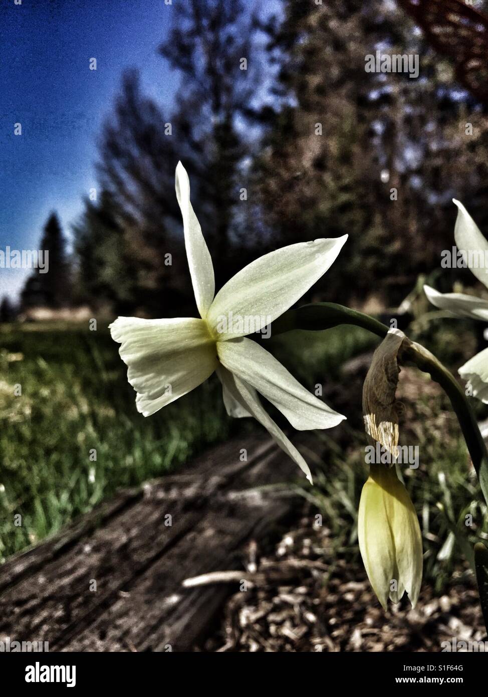 One daffodil blooming and one done Stock Photo Alamy
