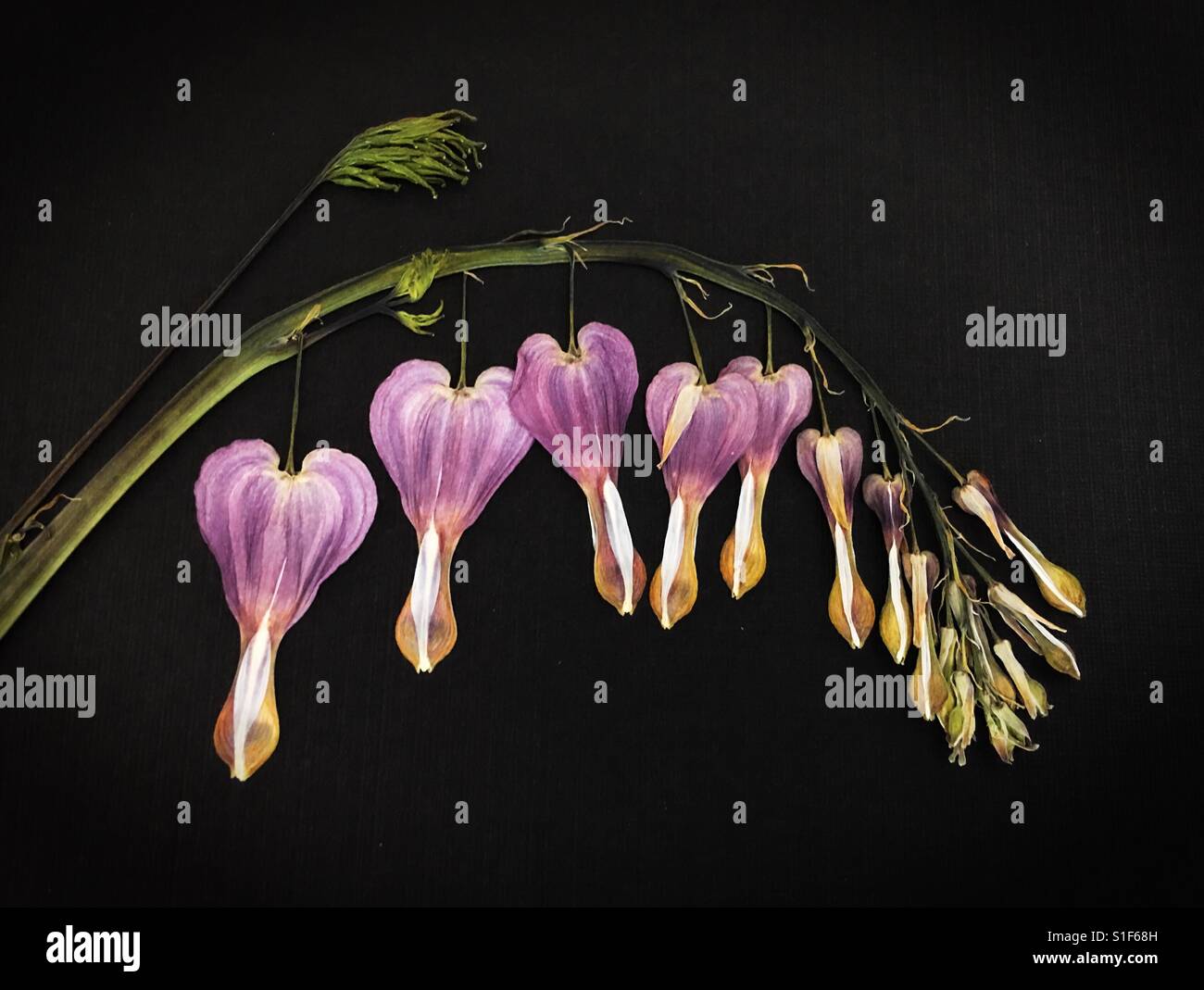A sprig of dried, pressed bleeding heart flowers Stock Photo Alamy