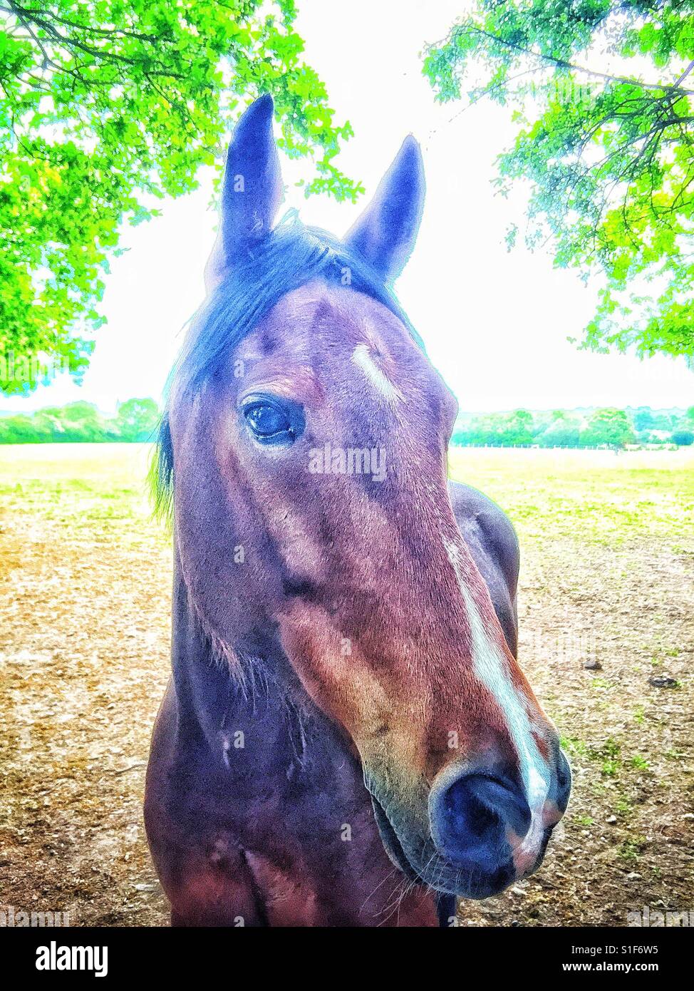 Portrait of a horse in a field. - Smartphone Captured Stock Image