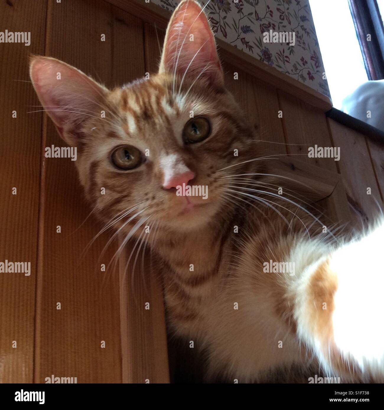 Cat taking selfie Stock Photo