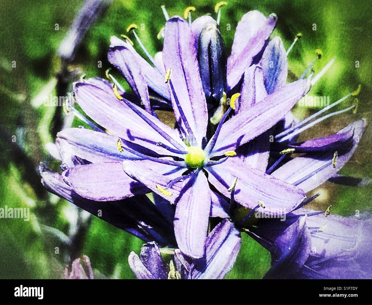 Purple flower, close up Stock Photo - Alamy