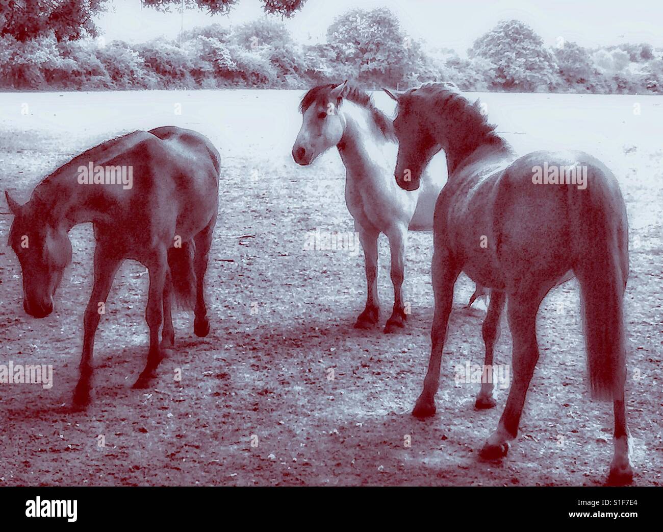 Horses - Smartphone Captured Stock Image