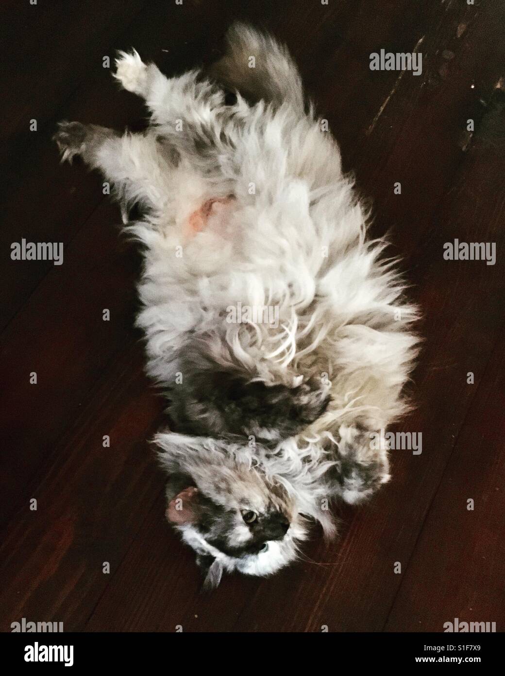Furry cat Layla Lou napping belly up Stock Photo