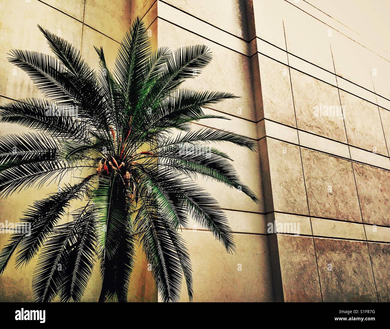 Palm tree and parallel lines Stock Photo