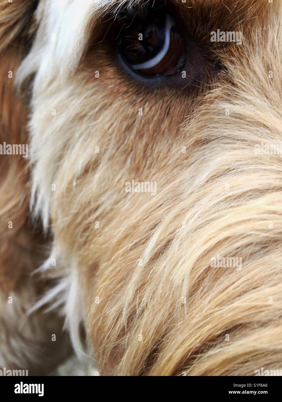 Doodle Dog Stock Photos & Doodle Dog Stock Images - Alamy