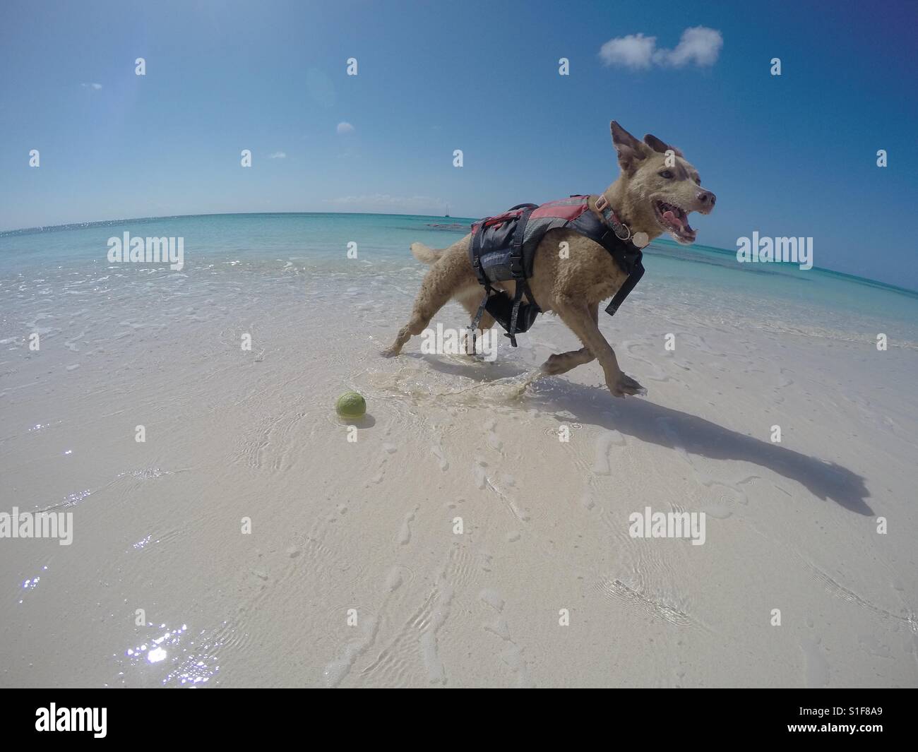 Dog on beach in the Bahamas Stock Photo Alamy