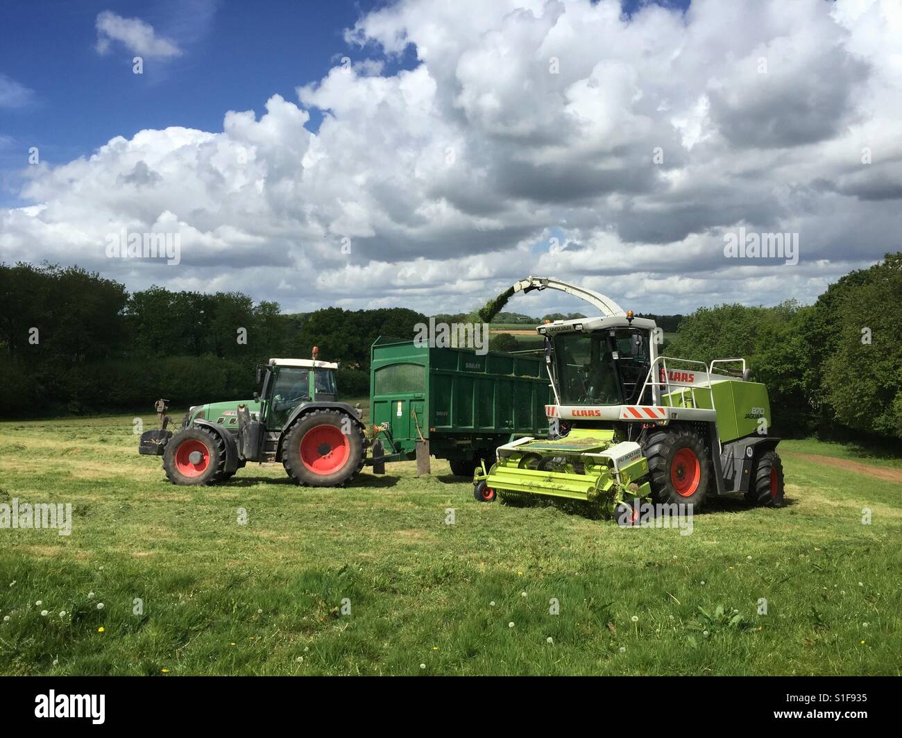 A harvesting machine picks up cuts the grass and sprays it into a