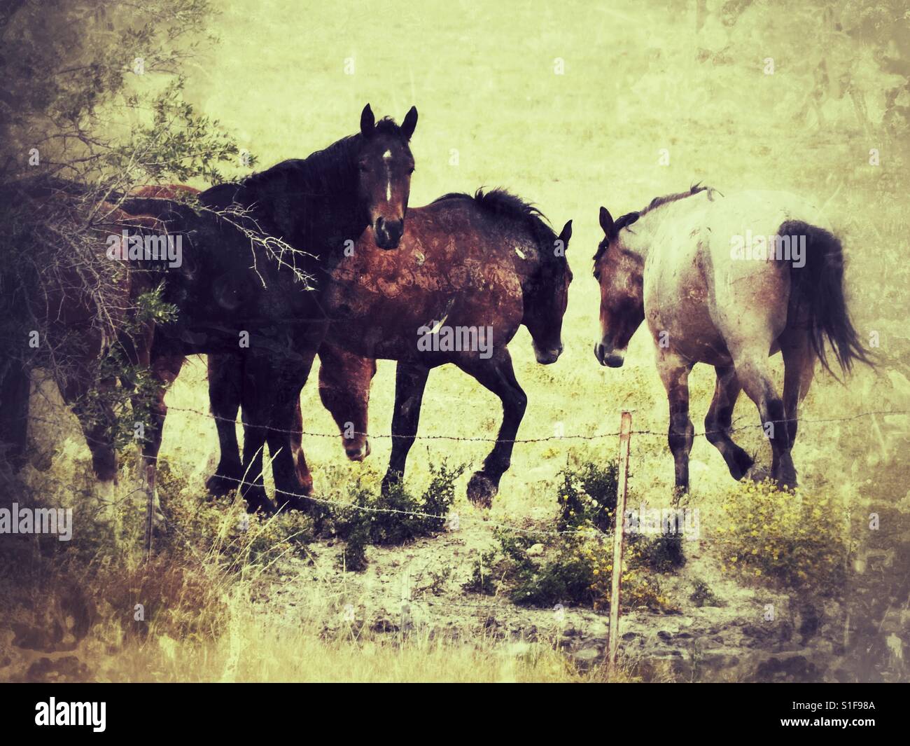 Native american on horses hi-res stock photography and images - Alamy