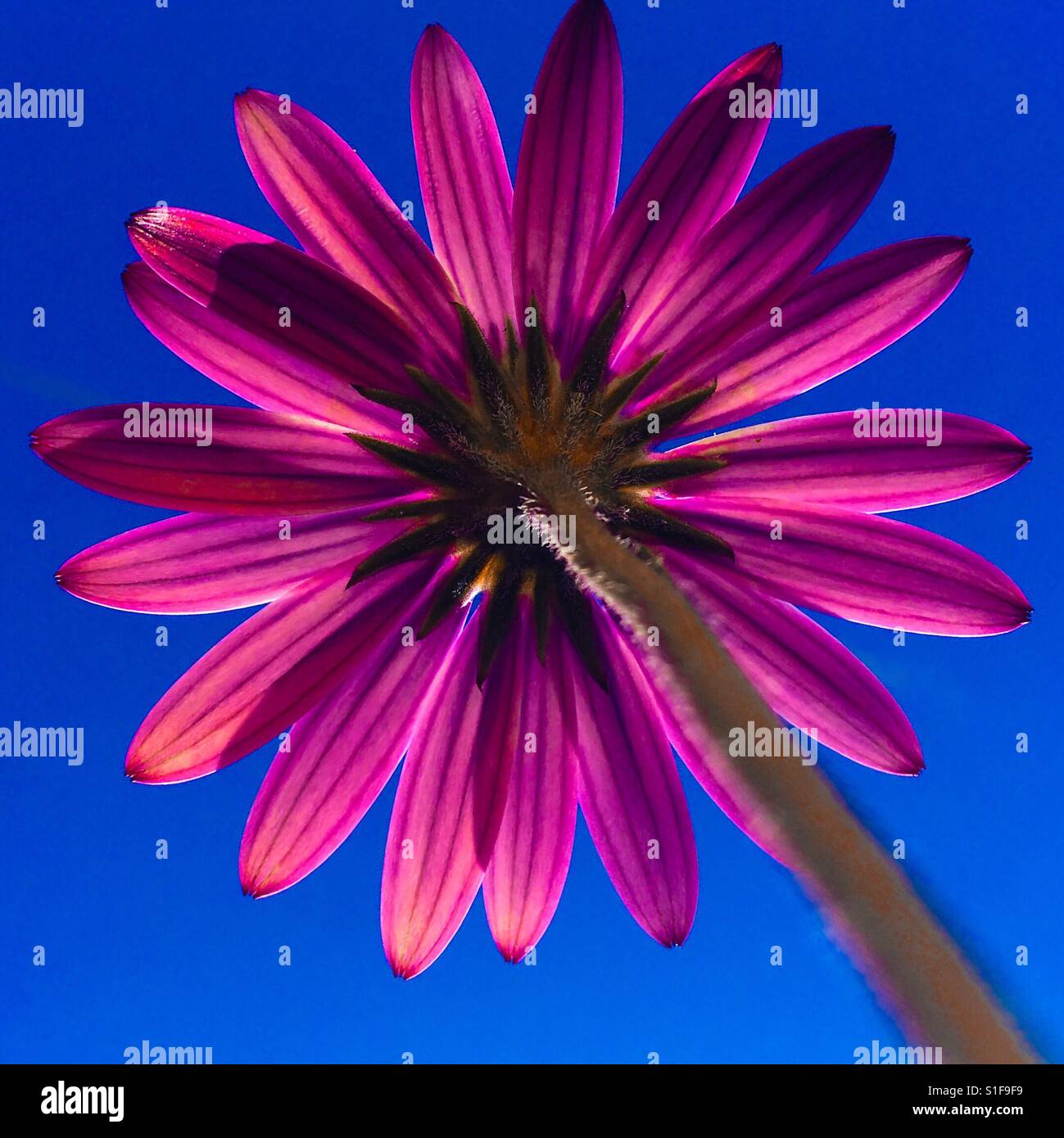 Bright pink Osteospermum - Smartphone Captured Stock Image
