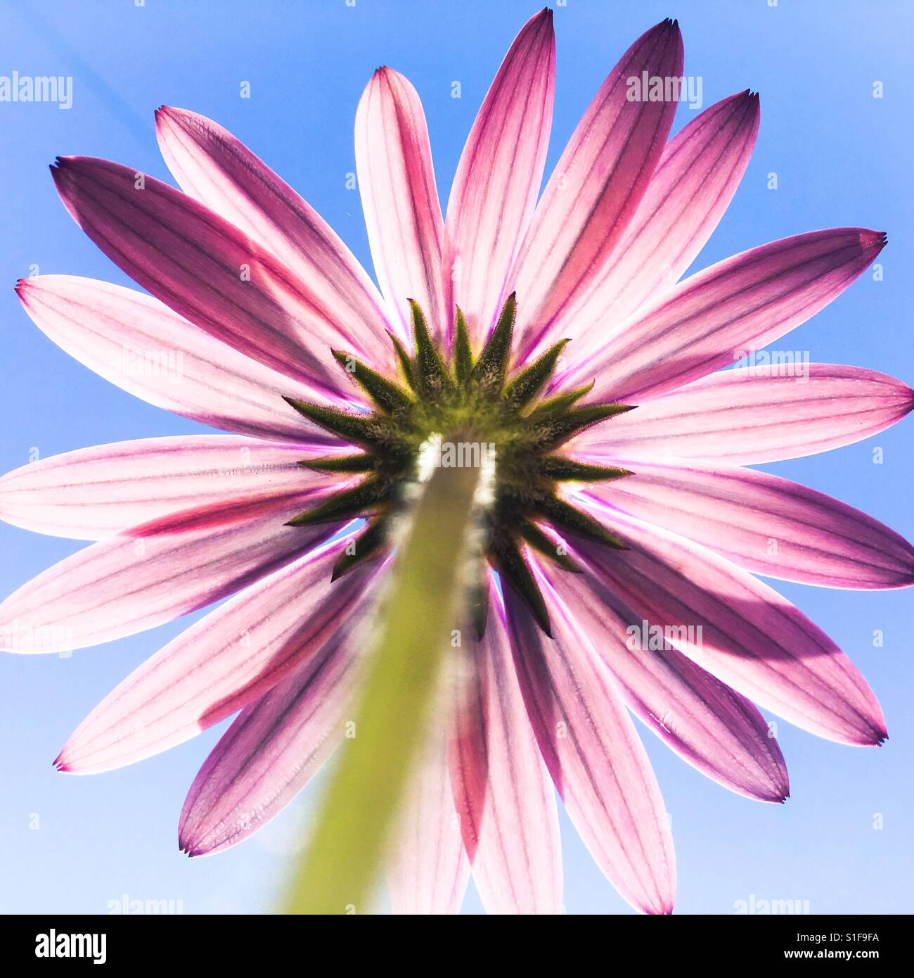 Osteospermum set against blue sky - Smartphone Captured Stock Image
