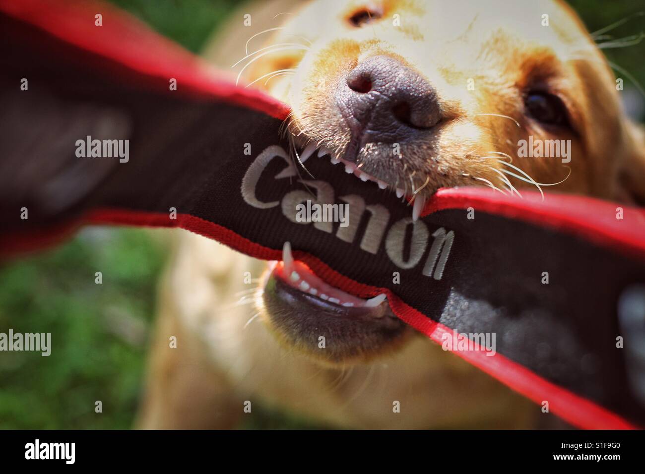 A fierce dog biting and chewing the camera strap of a photographer's Canon camera whilst he is taking a picture and causing damage and a property insurance claim. Stock Photo