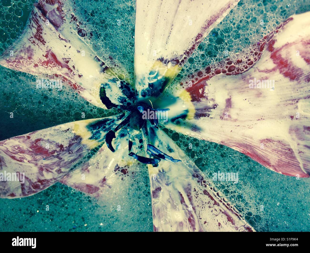 Magnolia flower in water bubbles Stock Photo Alamy