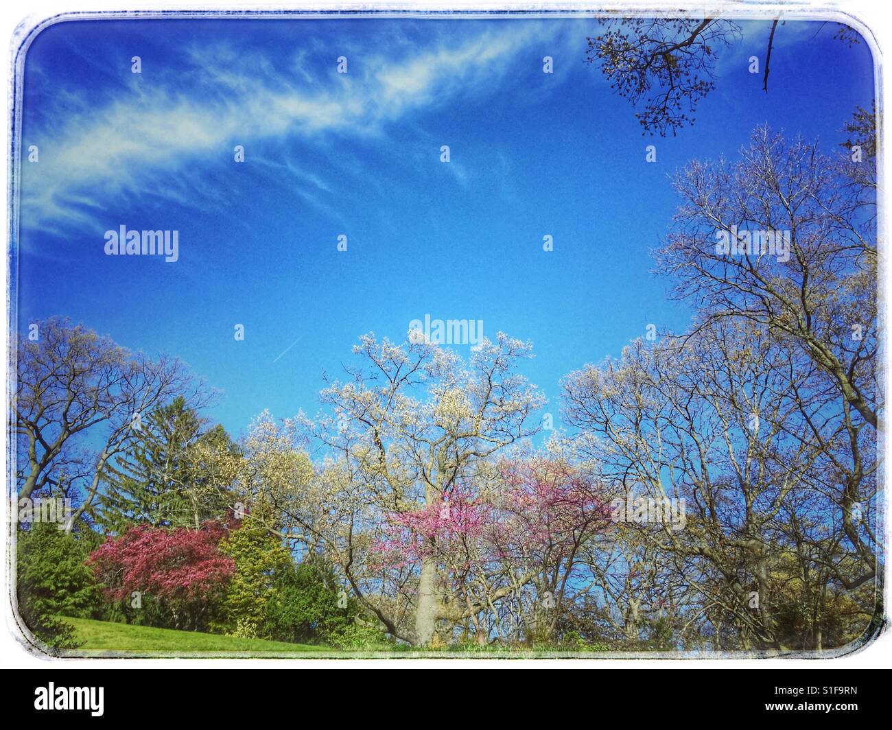 Nature's pastel palette. - Smartphone Captured Stock Image