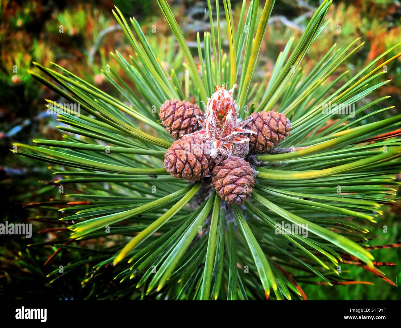 Pine cones on the tree branch, May 2017. - Smartphone Captured Stock Image