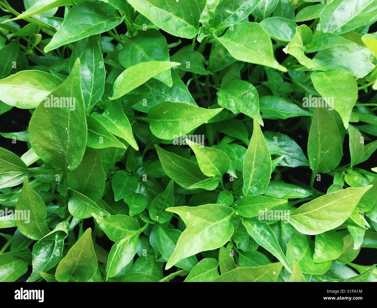 Chilli pepper leaves Stock Photo Alamy