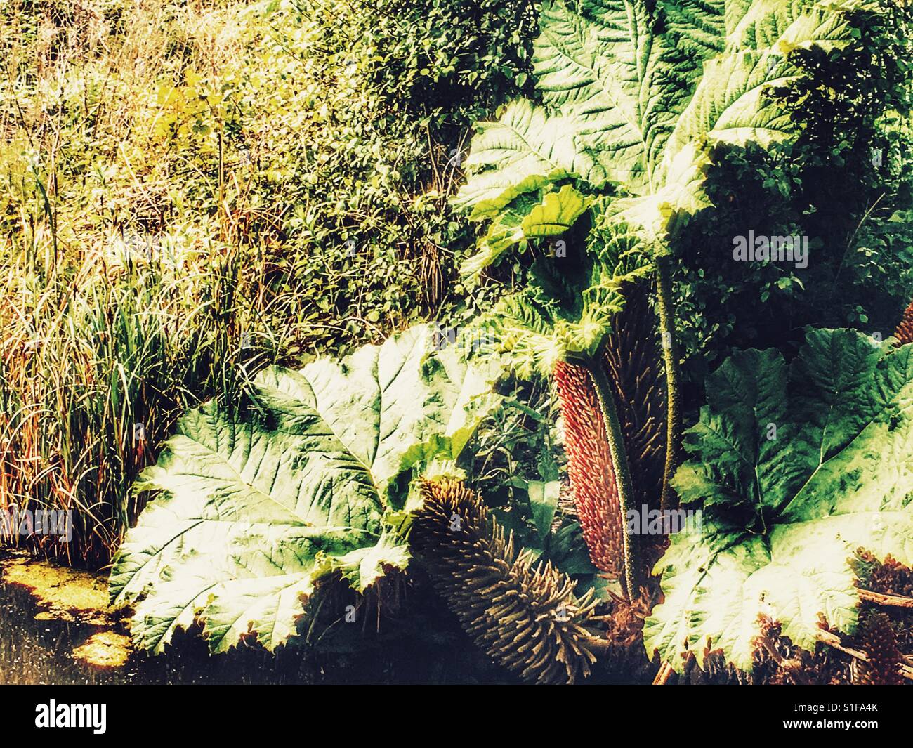 Gunnera Manicata - Smartphone Captured Stock Image