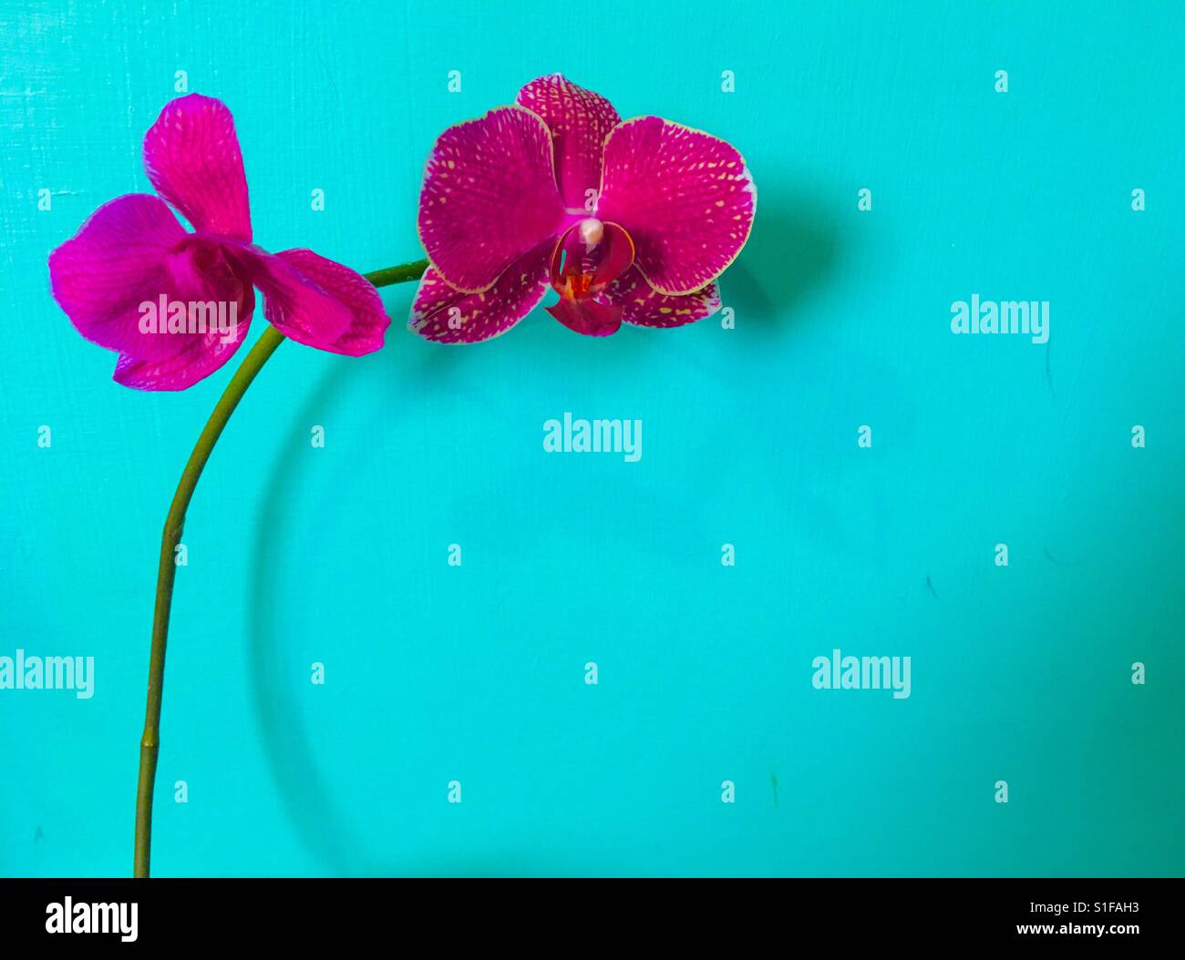Beautiful dark pink orchid against trendy island paradise colour background - Smartphone Captured Stock Image
