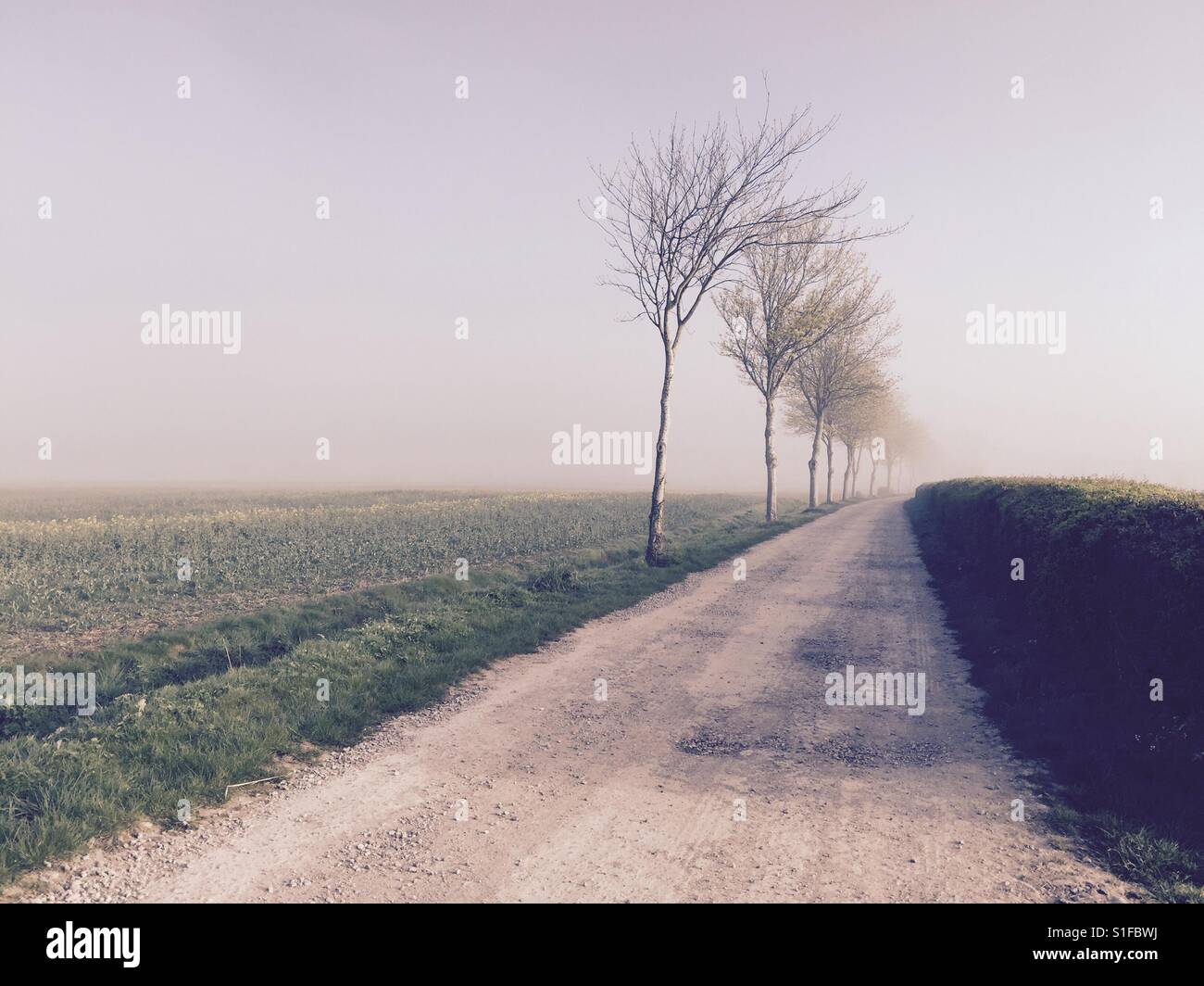 A farm track in the Oxfordshire countryside at West Hanney. A large field to the left, bordered by young trees in early spring. A hedge runs to the right of the track. - Smartphone Captured Stock Image