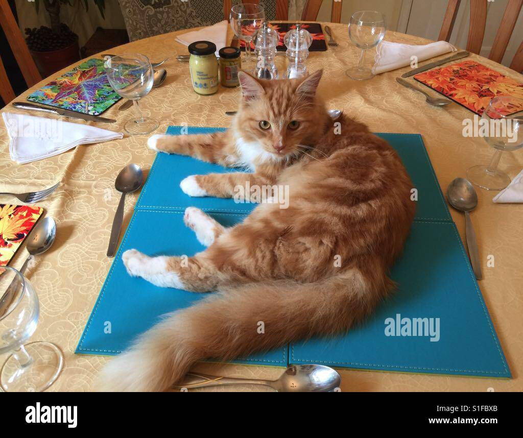 A ginger cat sits in the centre of a dining table which is laid for a ...