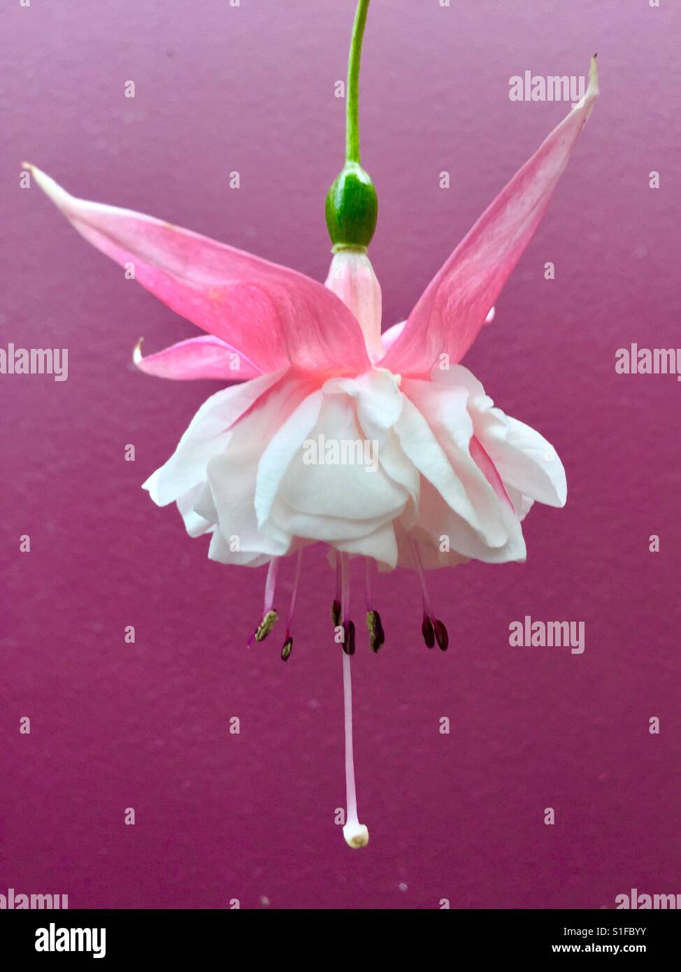 Pink double Fuchsia flower Stock Photo