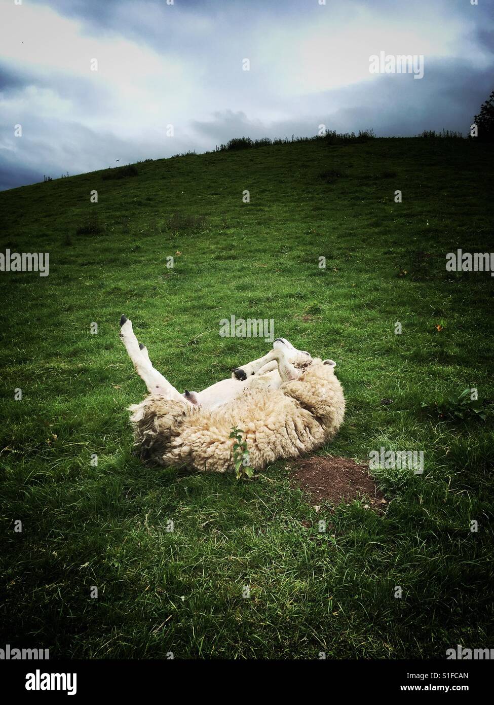 Sheep ewe stuck on its back waiting to be rolled over UK - Smartphone Captured Stock Image