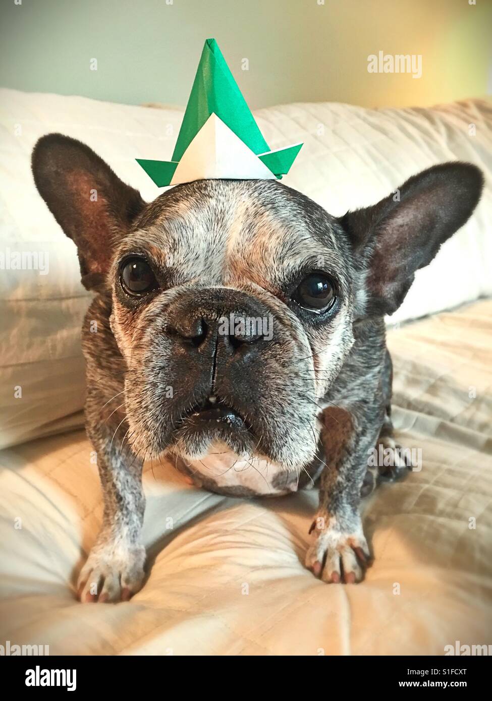 An old french bulldog wearing an origami hat. Stock Photo