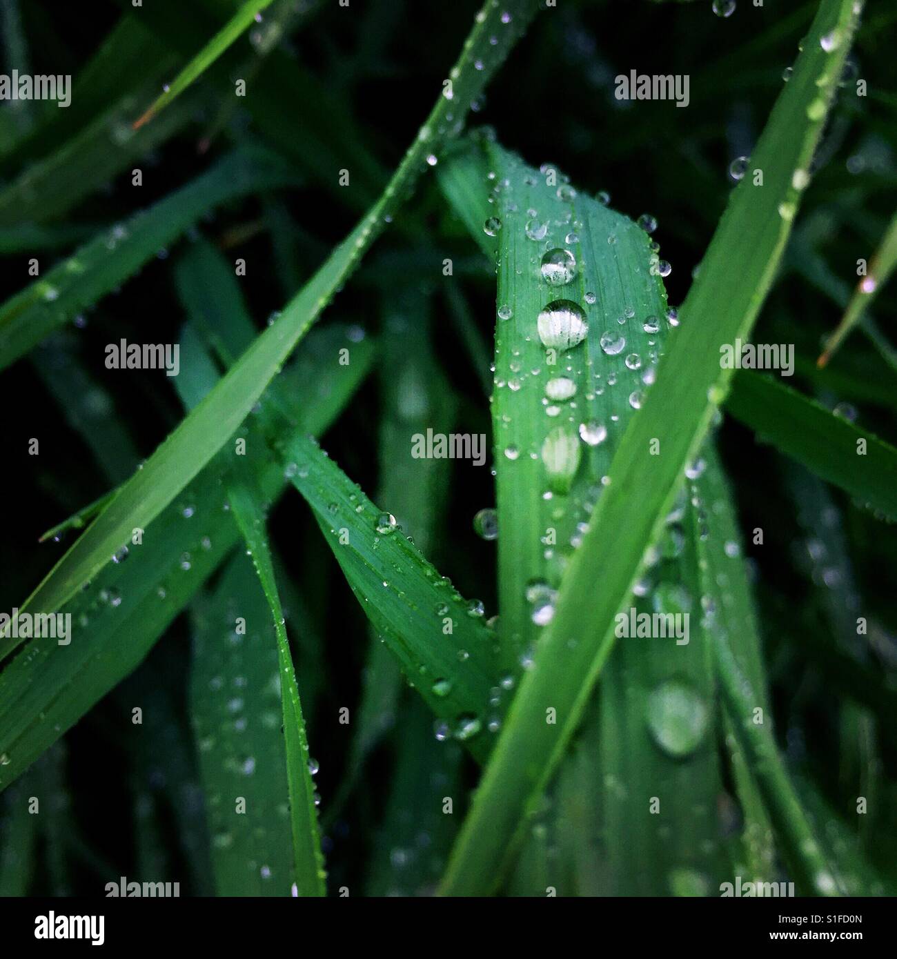 Water droplets on blades of grass Stock Photo