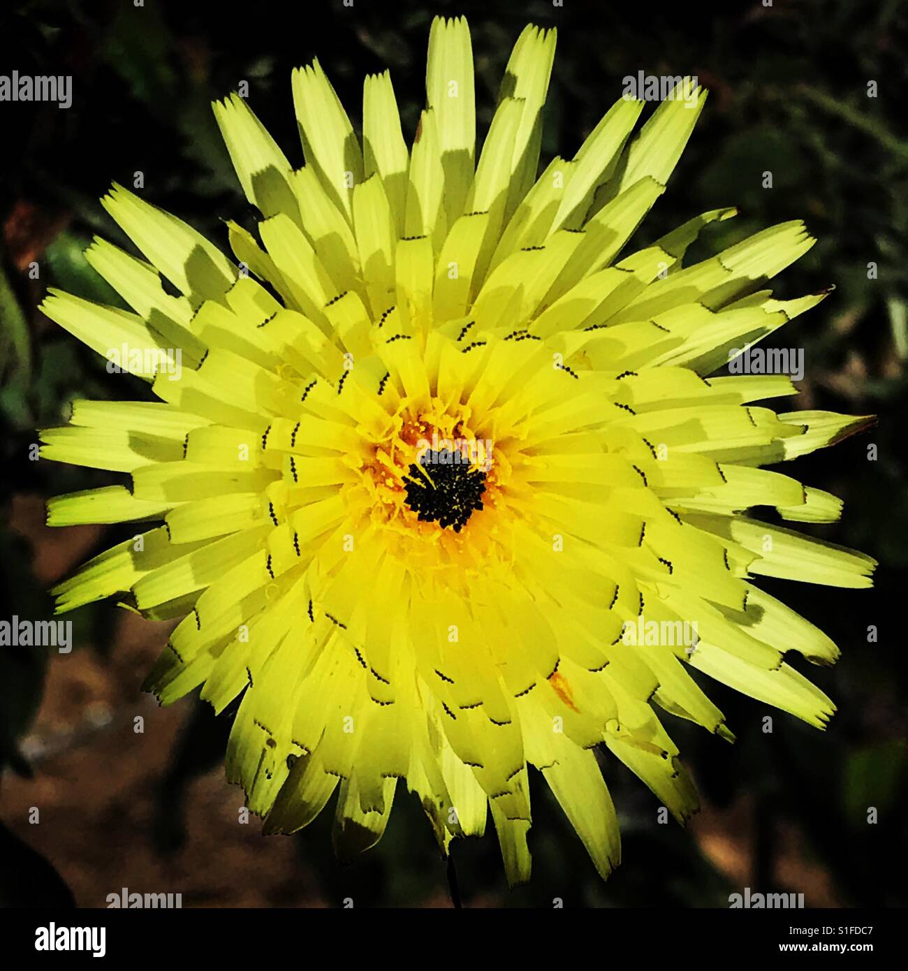Dandelion flower, a source of nutrition and vitamins - Smartphone Captured Stock Image