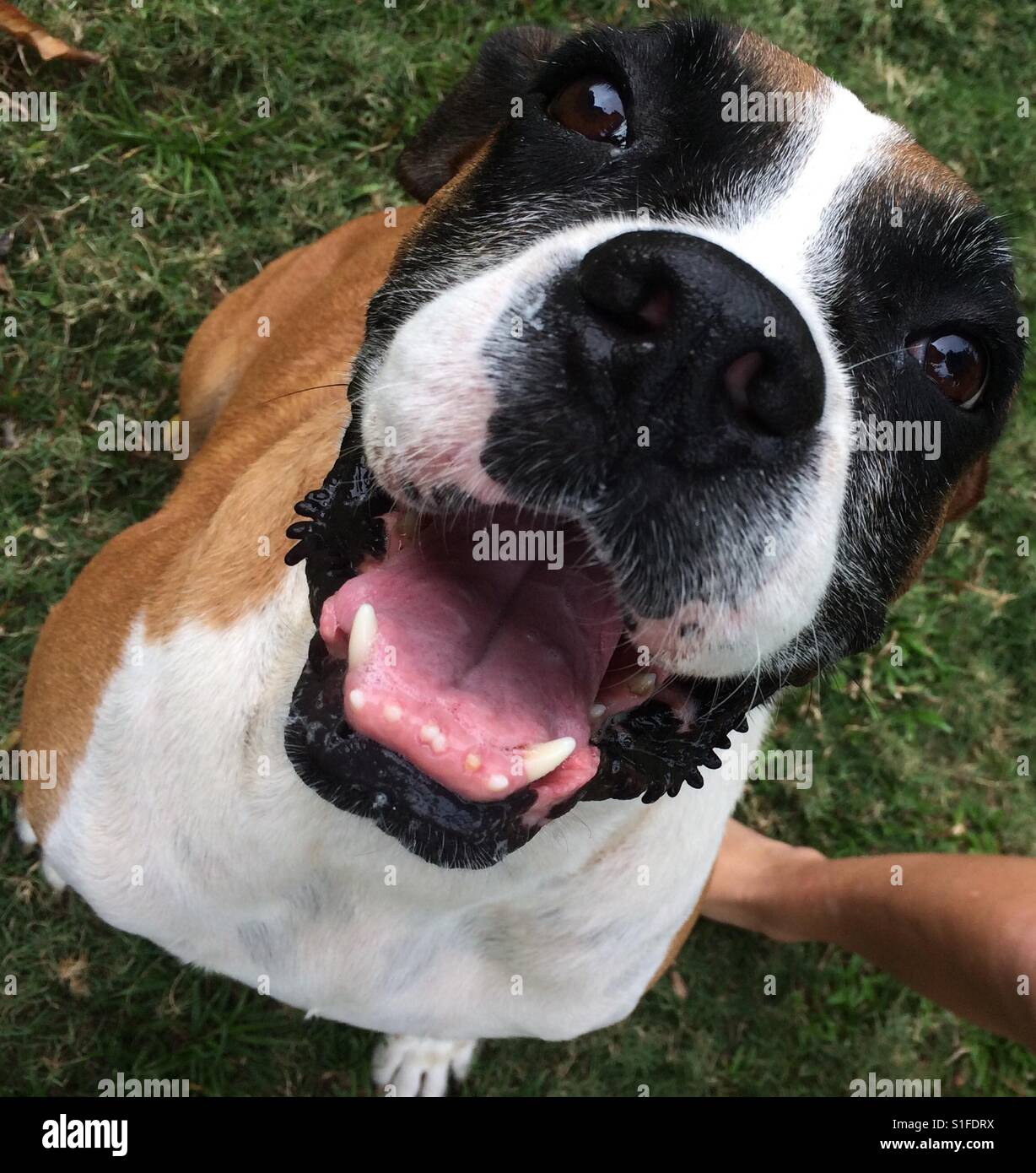 Outside with a boxer pup that is very photogenic Stock Photo