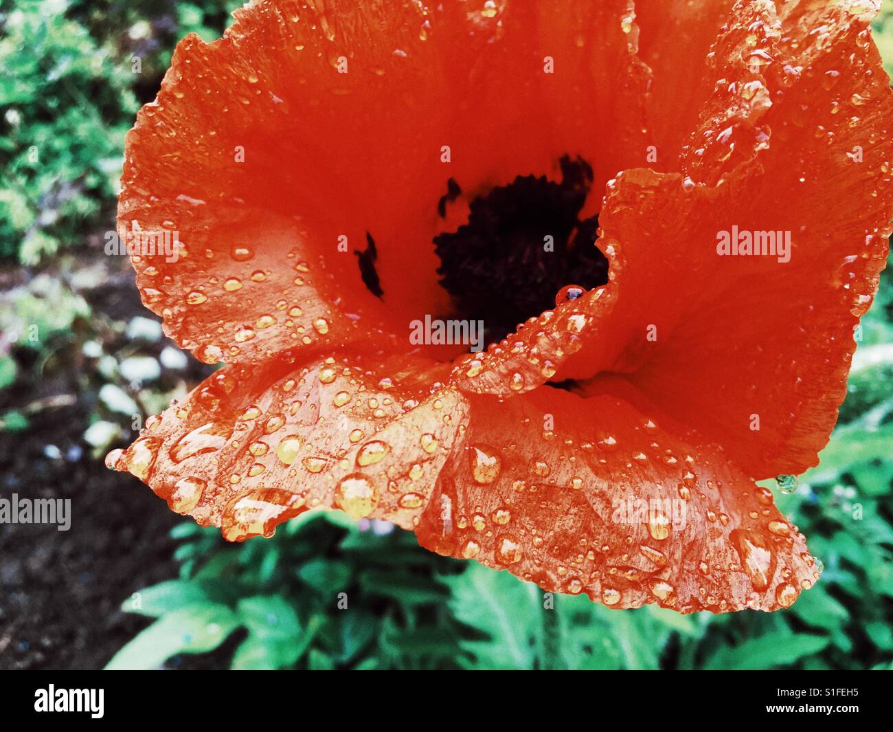 Giant Poppy flower after heavy rainfall - Smartphone Captured Stock Image