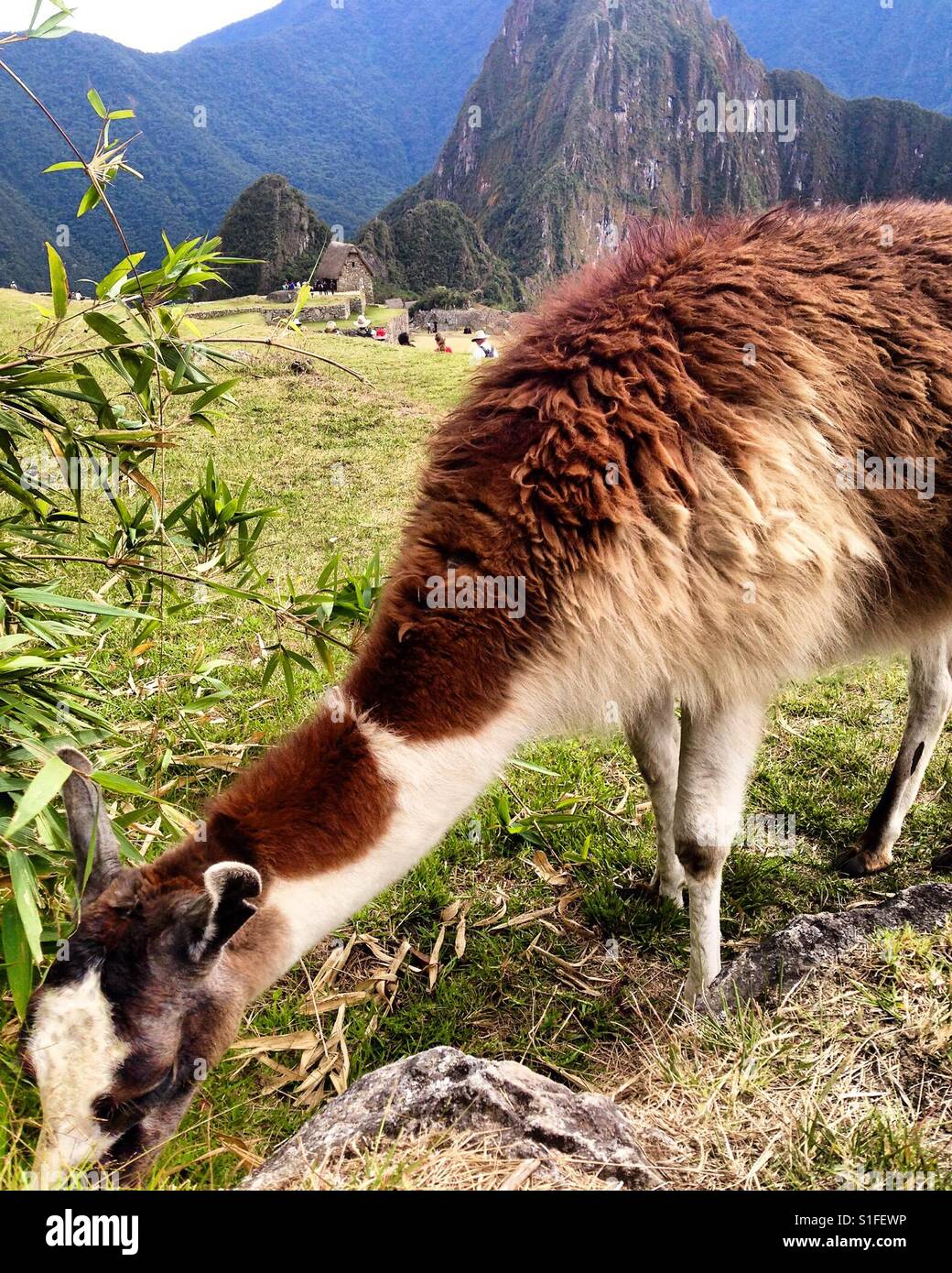 Llama grazing in Machu Picchu Stock Photo