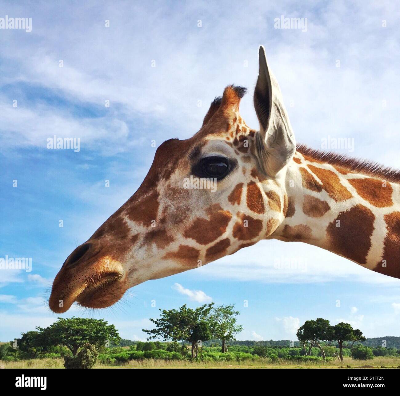 Giraffe side view Stock Photo - Alamy