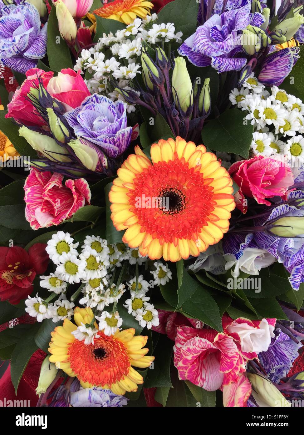 Spring time sunny flowers postcard - Smartphone Captured Stock Image