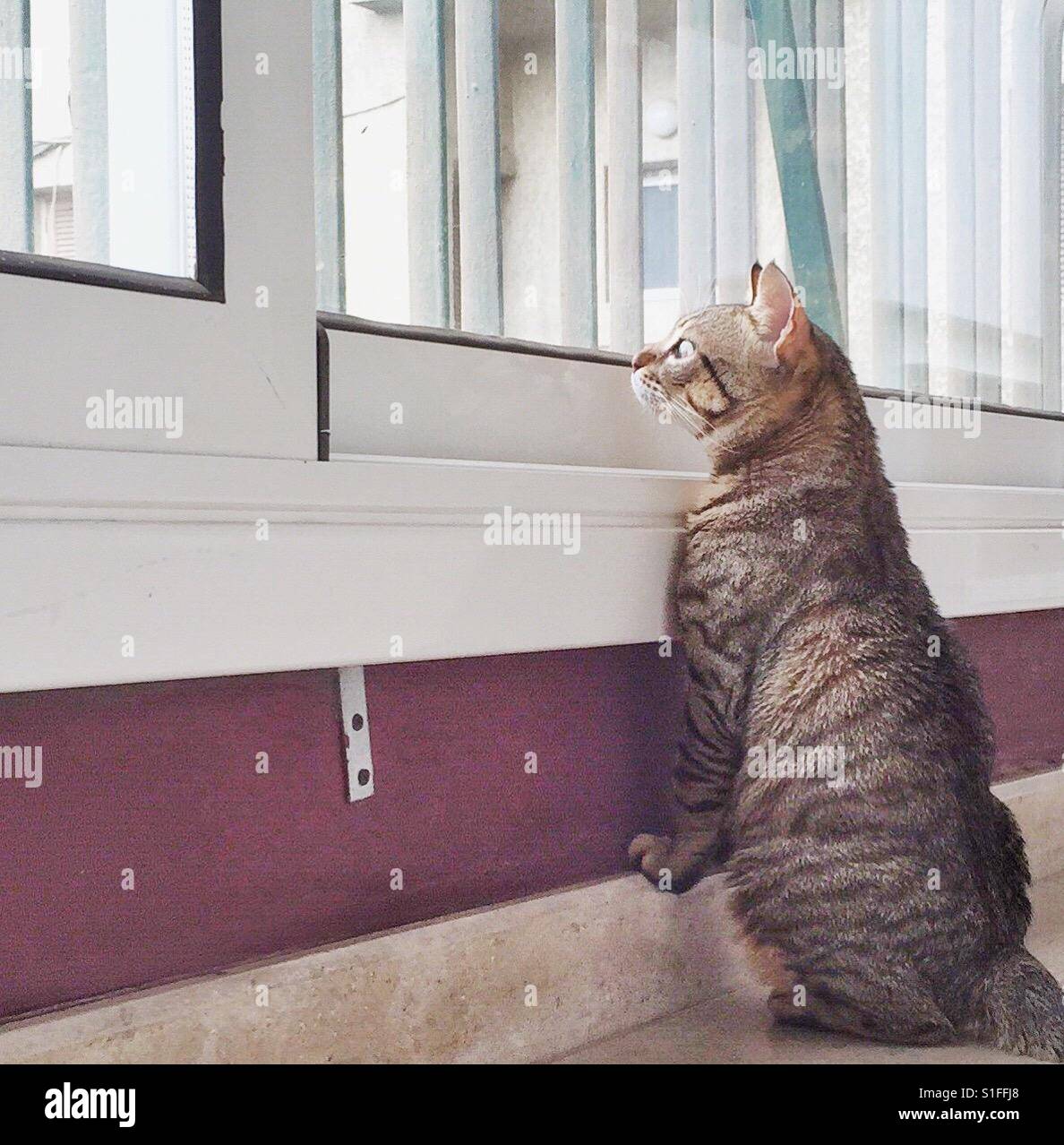 Kitten Looking out the Window - Smartphone Captured Stock Image