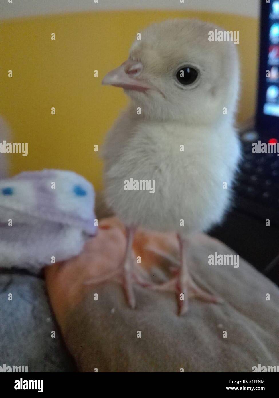 Little chicken 🐤🐣🐥 Stock Photo - Alamy