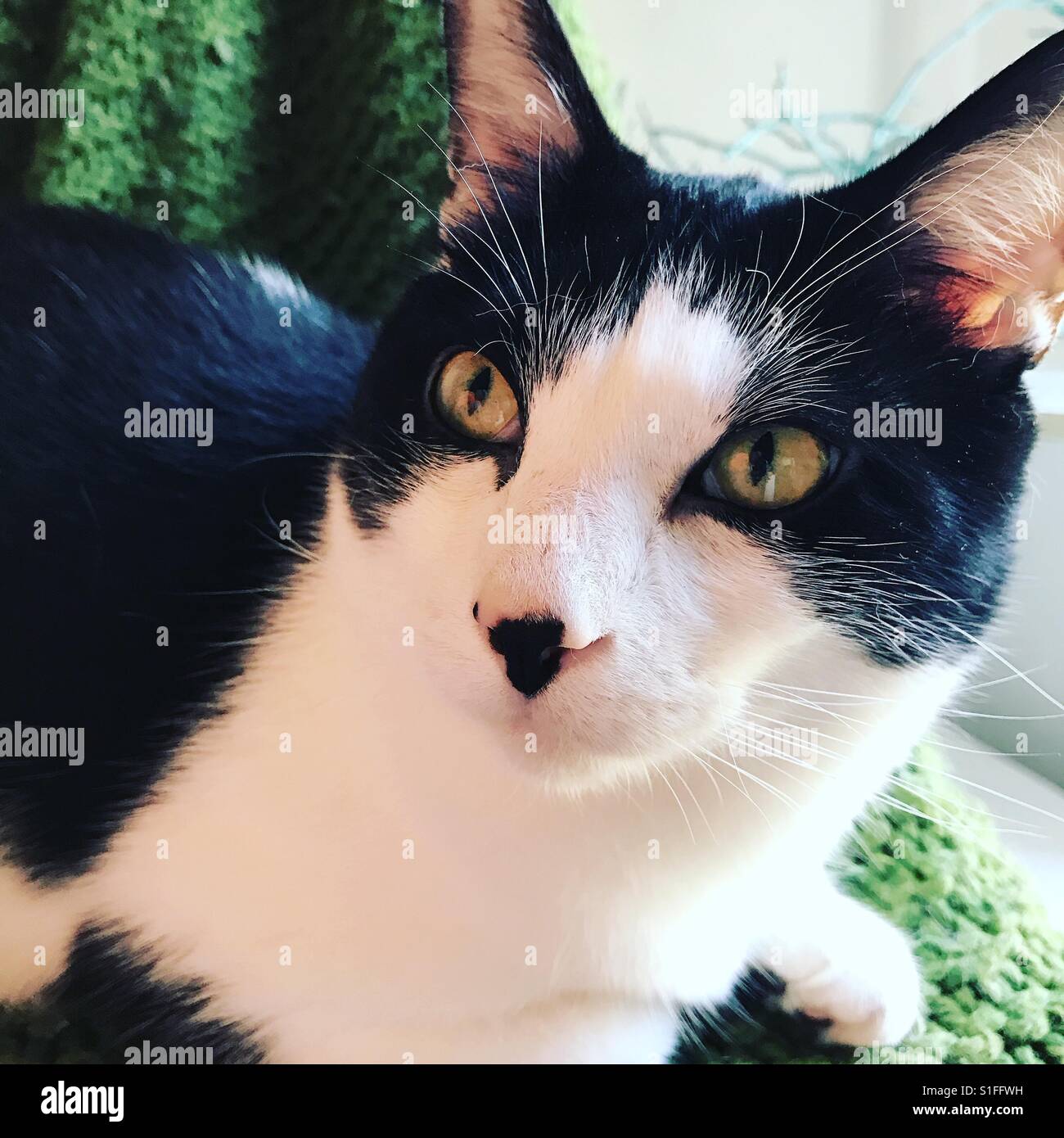 Tuxedo Cat Stock Photo