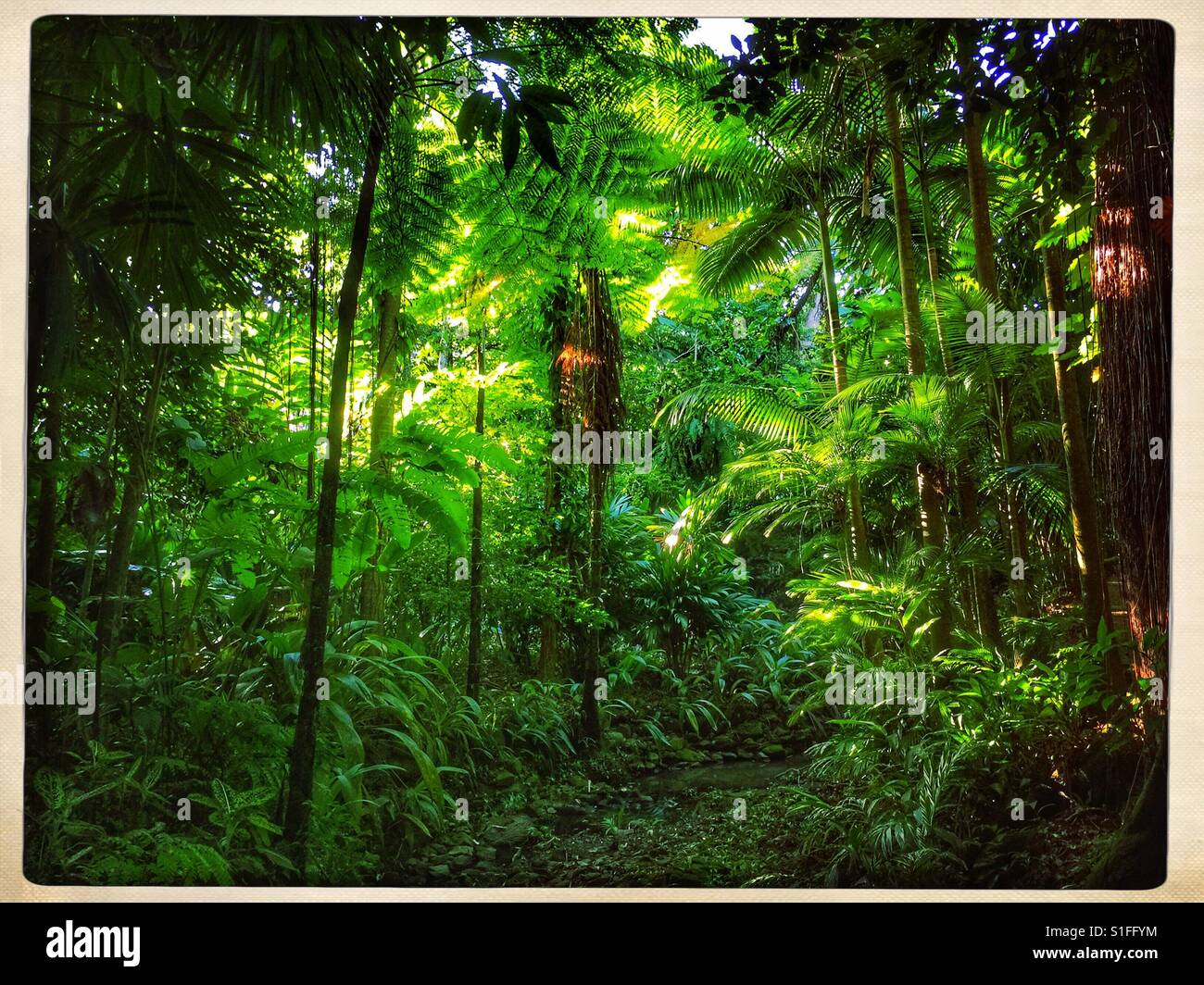 Jungle walk Stock Photo