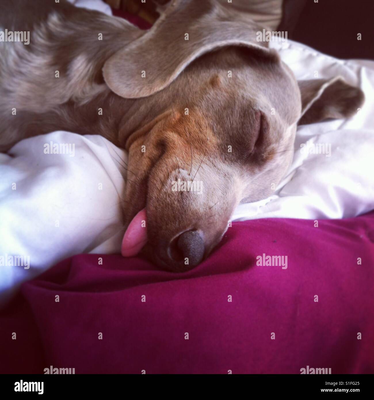 Sleeping dachshund - shorthair Isabella dapple Stock Photo
