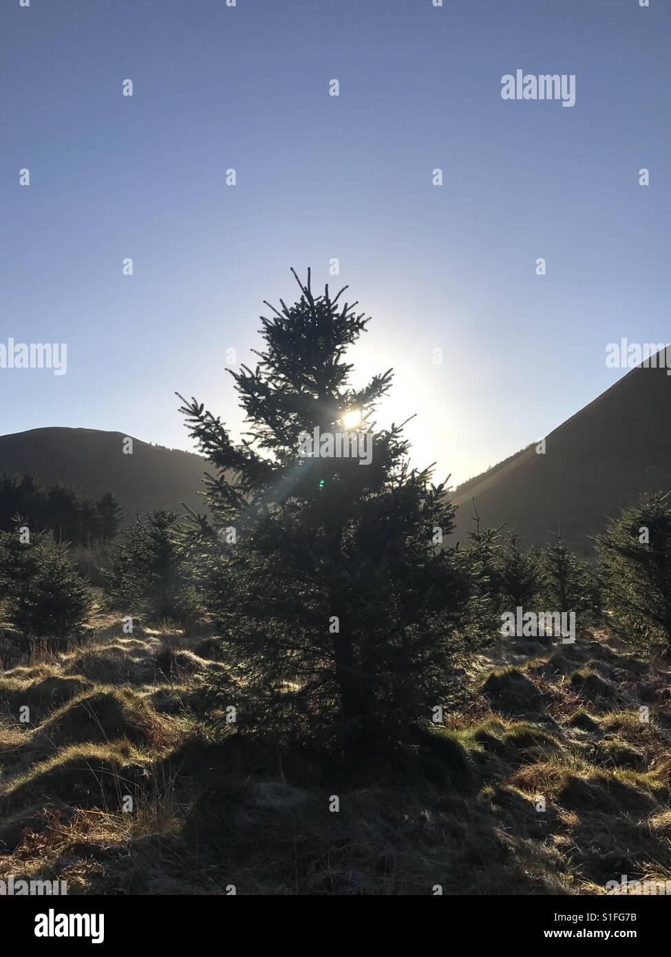 Tree blocking out the morning sun Stock Photo - Alamy