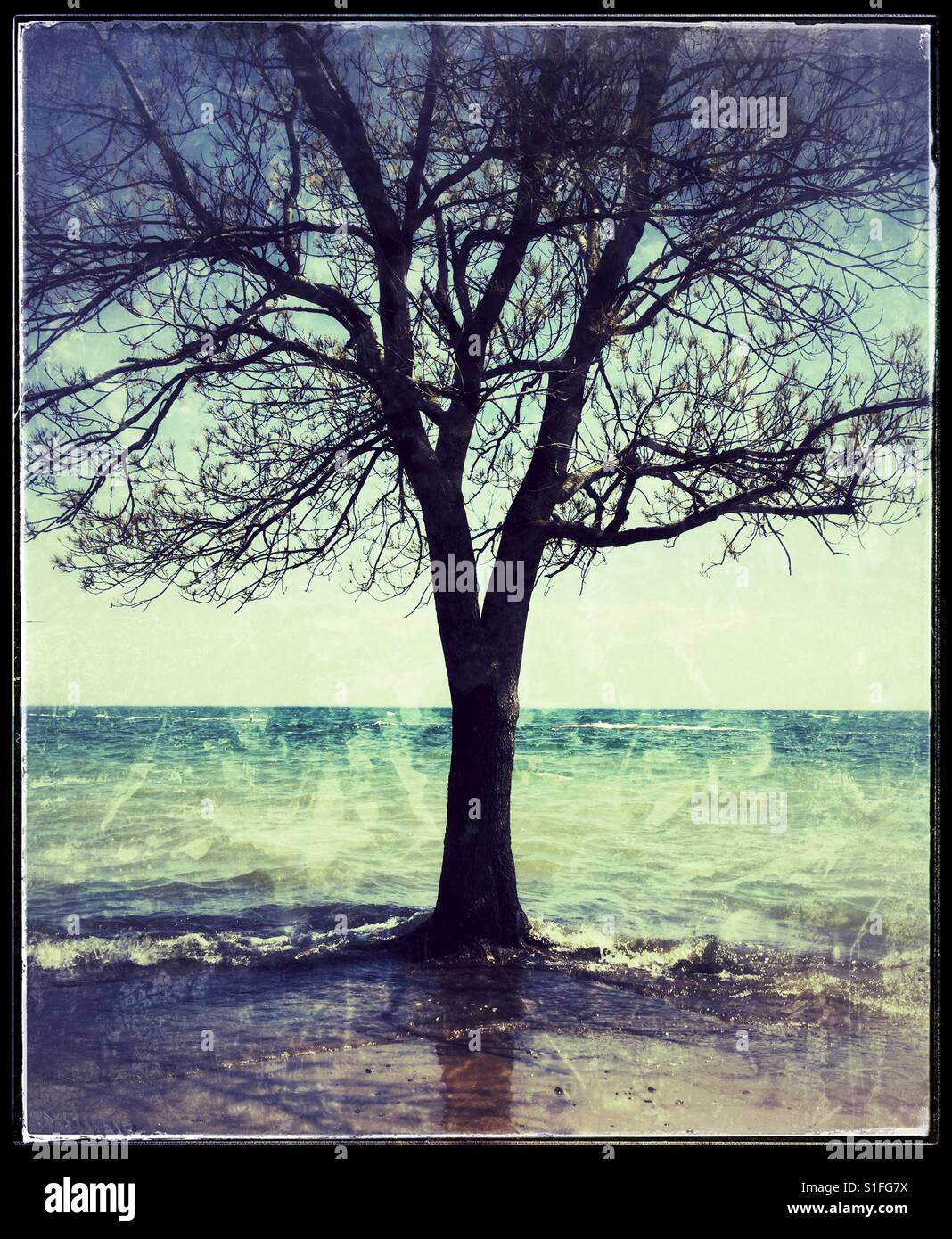 Abstract tree in water. - Smartphone Captured Stock Image