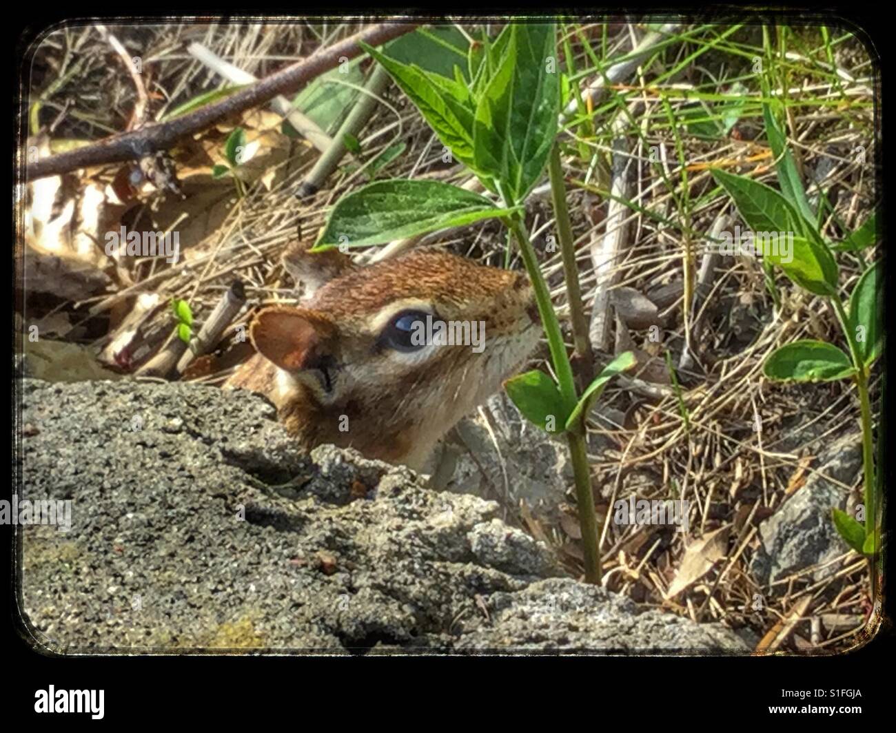Chipmunk smelling the plant. Stock Photo
