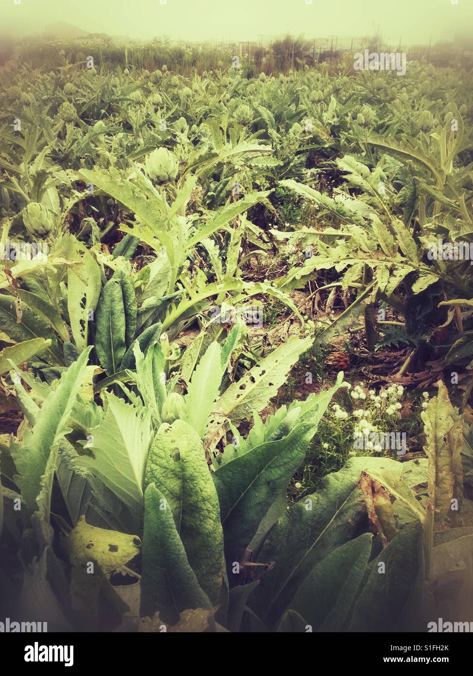 A field or artichokes. - Smartphone Captured Stock Image