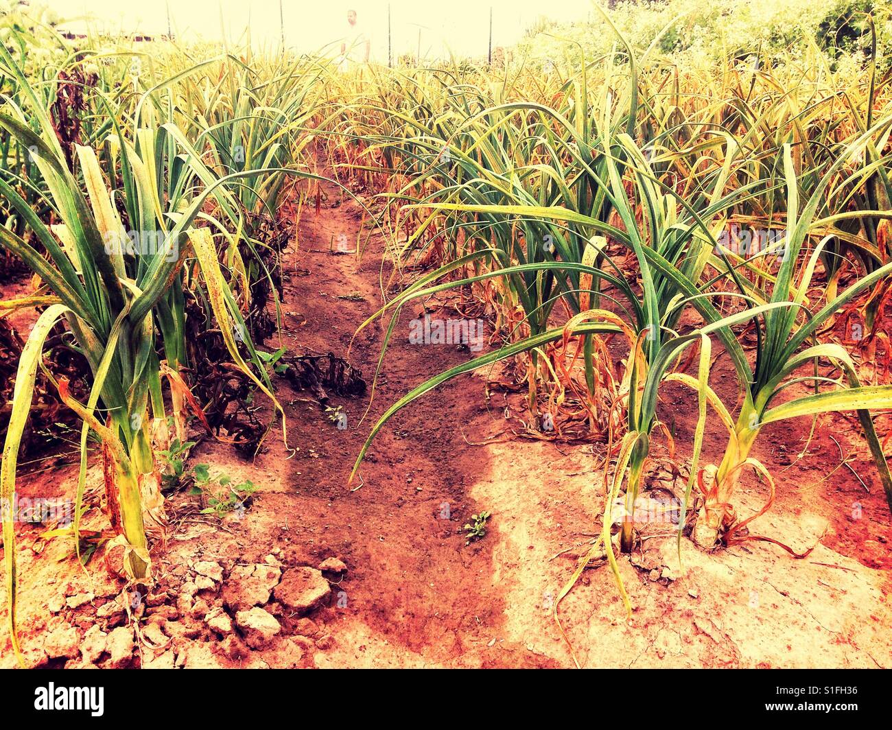 A field of garlic on a small holding. - Smartphone Captured Stock Image