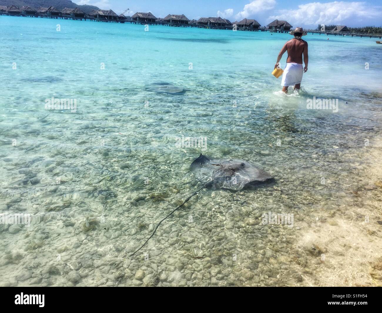 Polynesian man followed by stingrays in Bora Bora, Tahiti Stock Photo