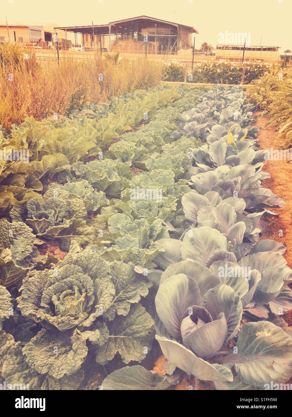 Cabbages growing on a smallholding. - Smartphone Captured Stock Image