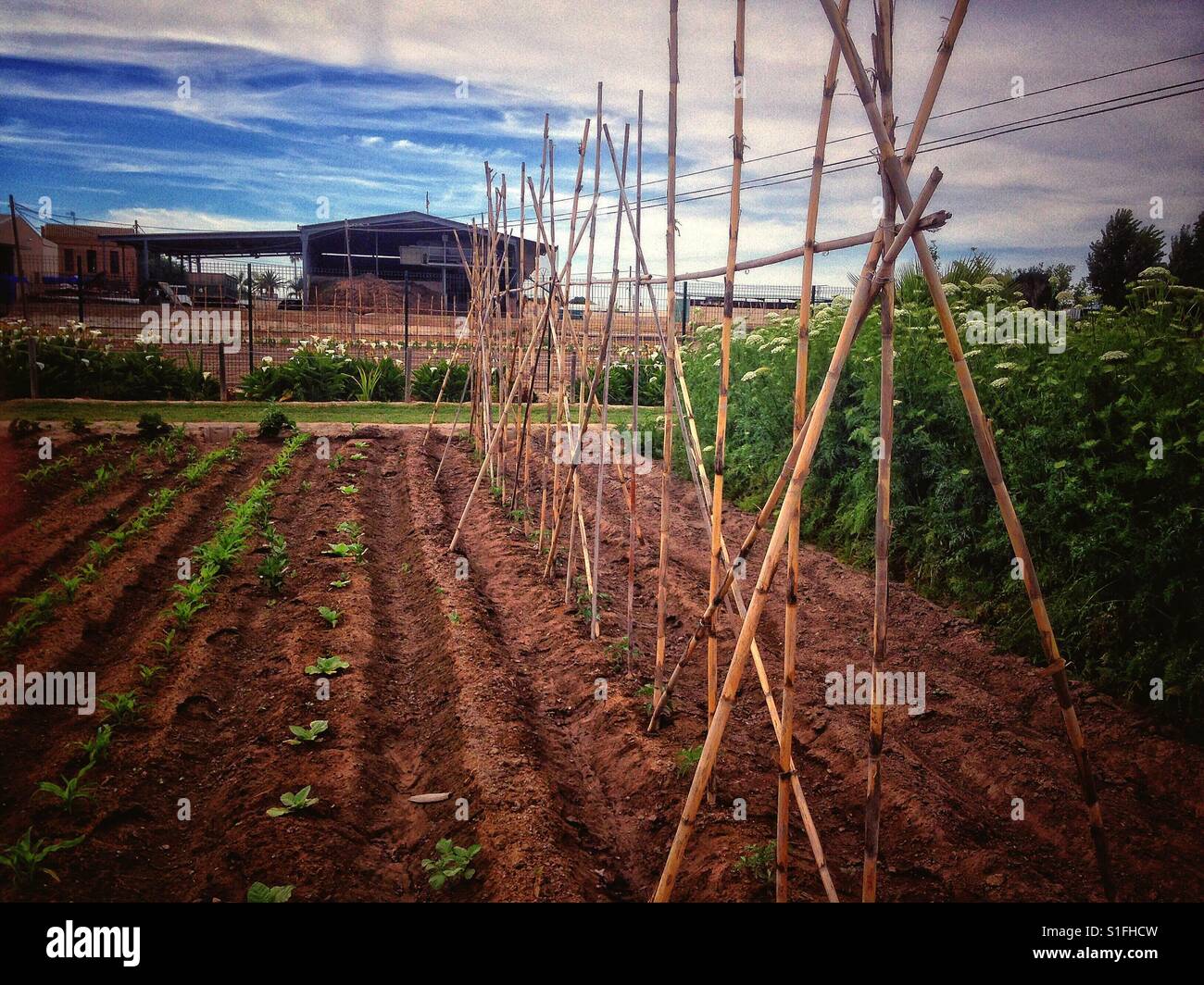 Plants growing on a smallholding. - Smartphone Captured Stock Image