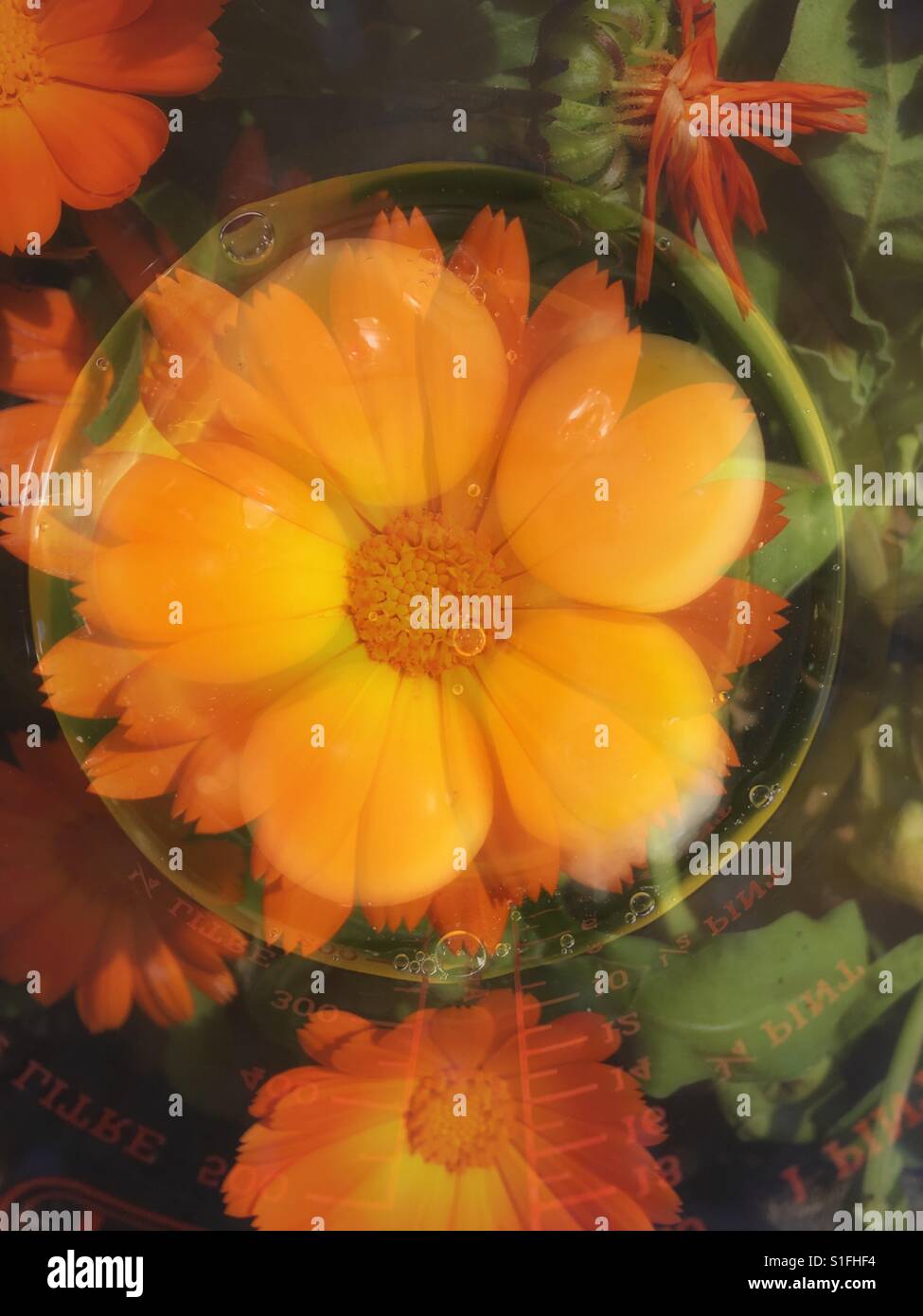 Double exposure- marigolds and egg yolks - Smartphone Captured Stock Image